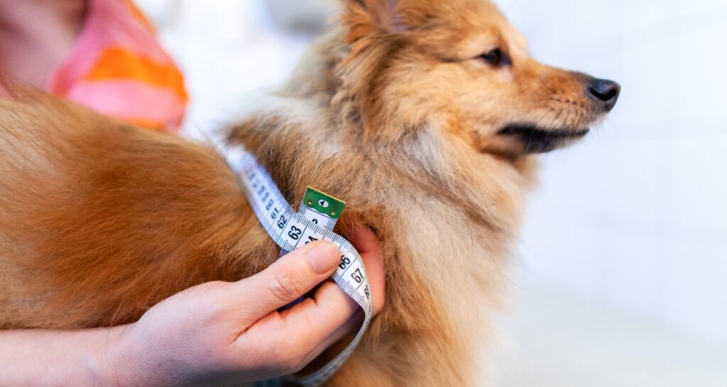 How to Measure Your Dog for a Collar