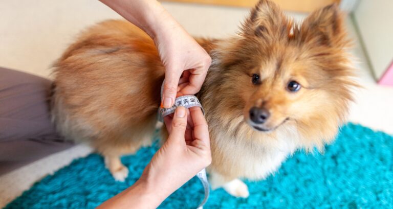 Dog Collar Measurements Chart