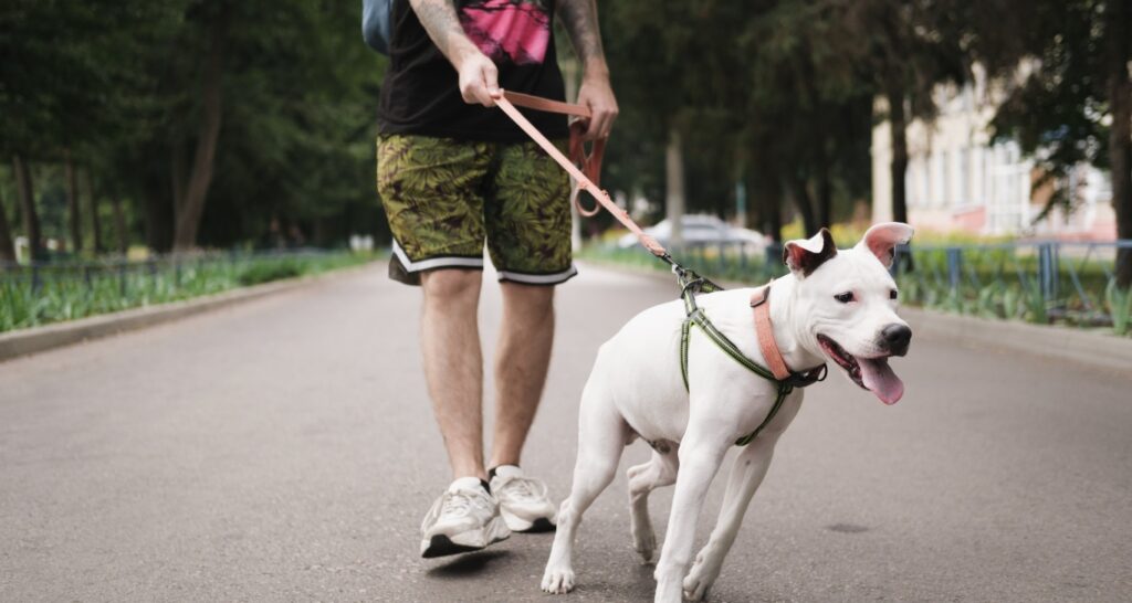 Dog Leash and Collar Laws by State