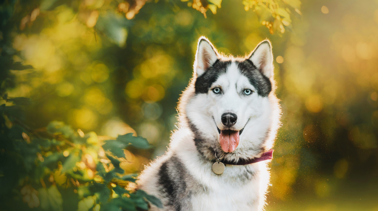 How Tight Should a Husky Collar Be