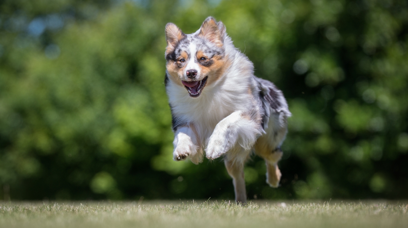 How Do I Get My Australian Shepherd to Stop Barking