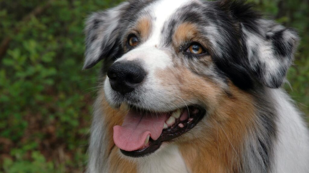 Why Do Australian Shepherds Bark So Much