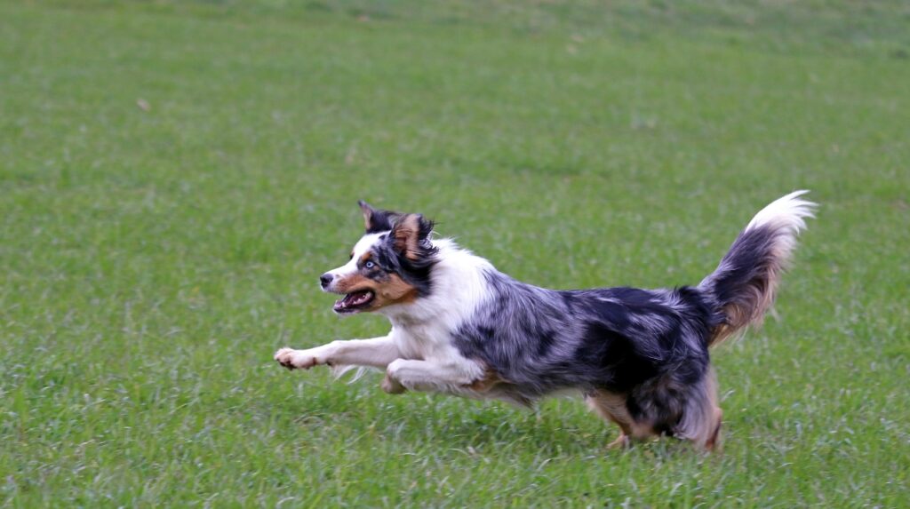 How to Socialize Your Australian Shepherd