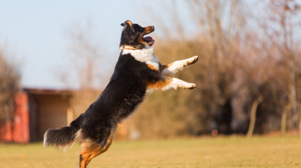 Role of Socialization in Reducing Dog Barking