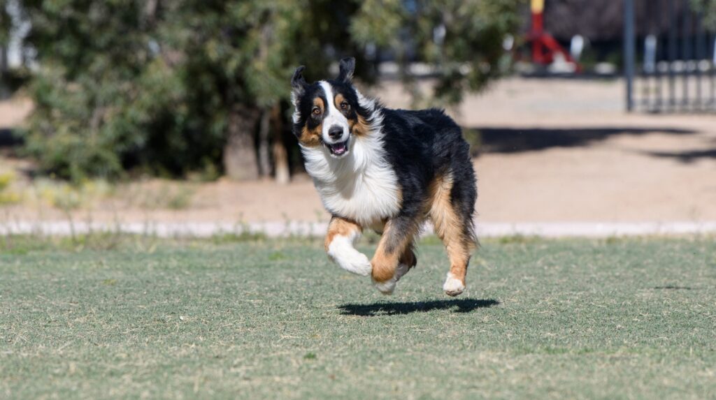 Stop Your Australian Shepherd from Barking