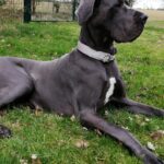 How to Prepare for a Great Dane Puppy