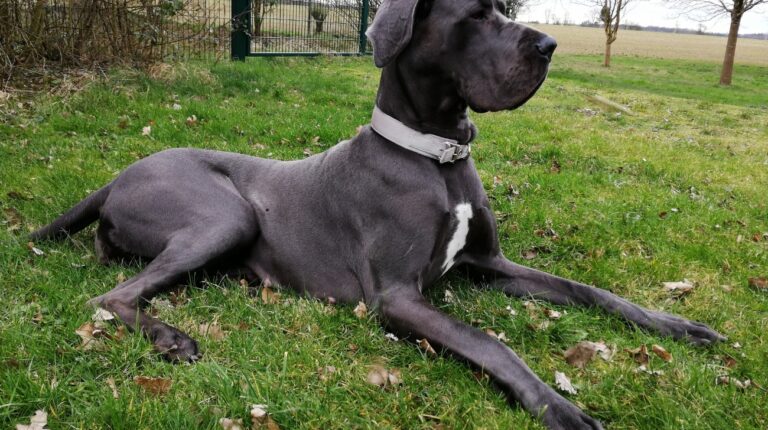 How to Prepare for a Great Dane Puppy