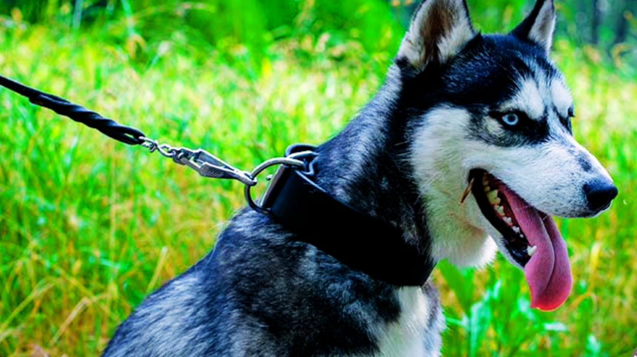 How to Put a Collar on a Husky