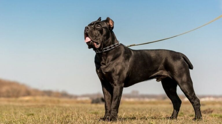 Is Cane Corso a High-Maintenance Dog