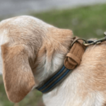 Is a Leather or Fabric Collar Better for Dogs