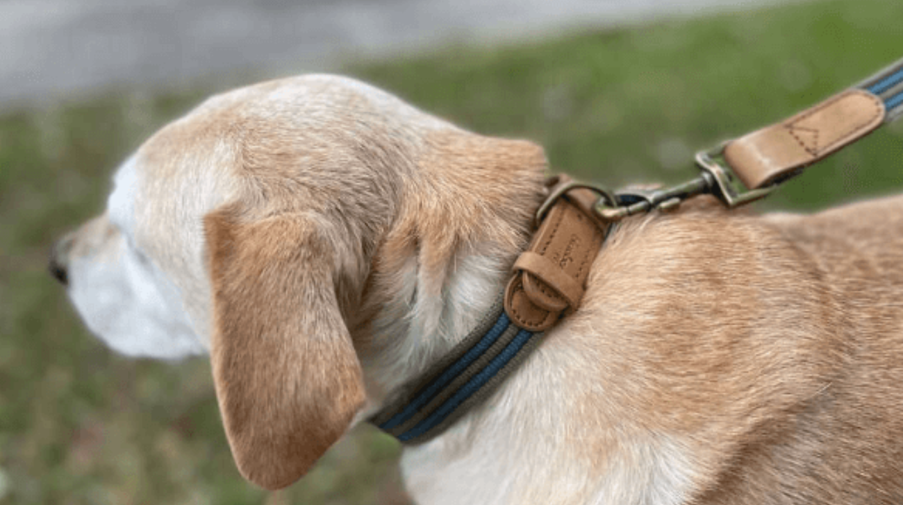 Is a Leather or Fabric Collar Better for Dogs