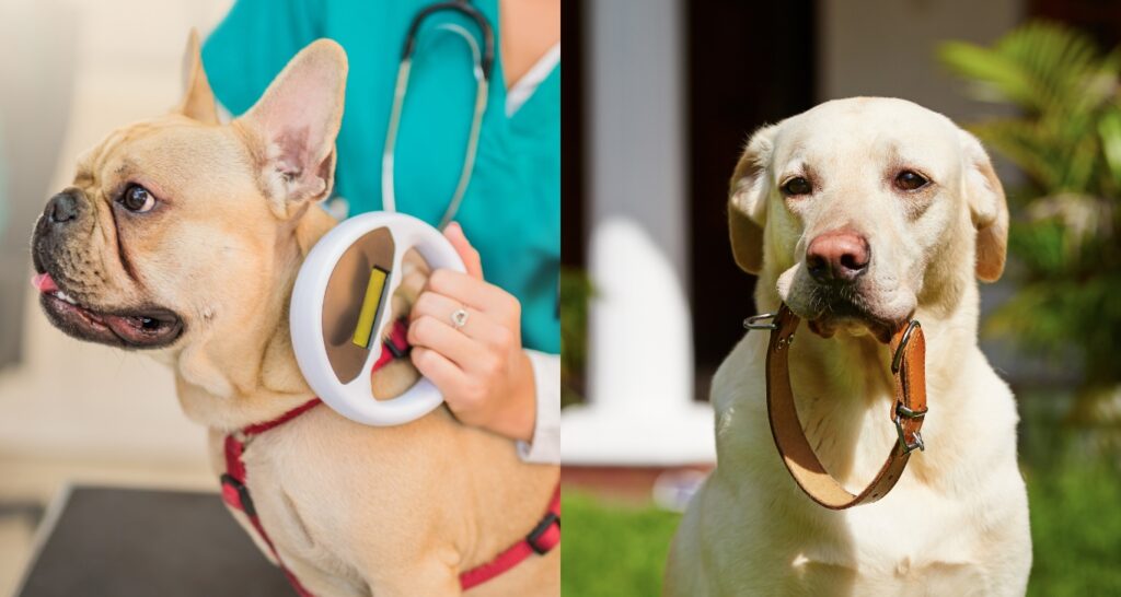 Microchipping vs. Collars