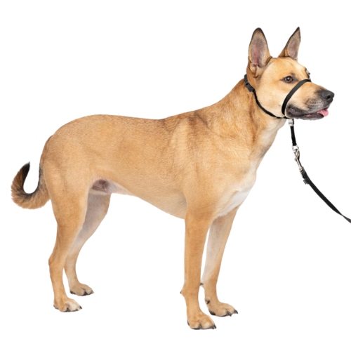 PetSafe Gentle Leader Dog Headcollar