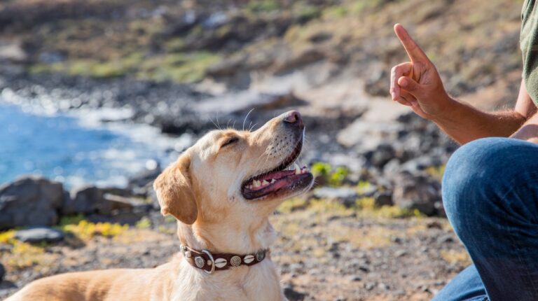 Best Training Shock Collars for Puppies