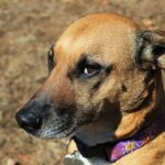 Best Collars for Short Haired Dogs