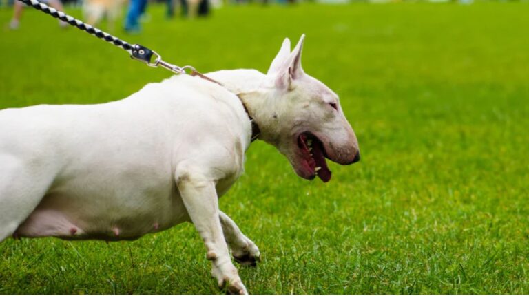 How to Stop Your Bull Terrier Pulling on Walks