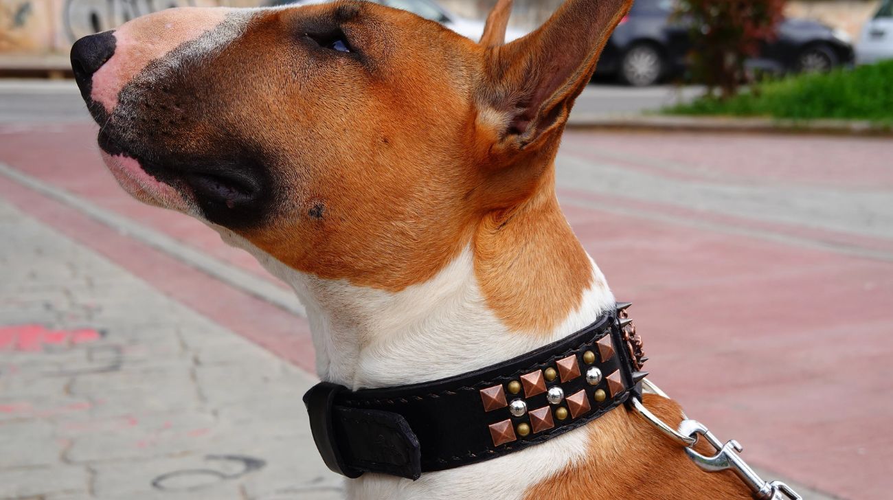 Best Dog Collars for Bull Terriers