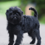 Best Dog Collars for Affenpinscher