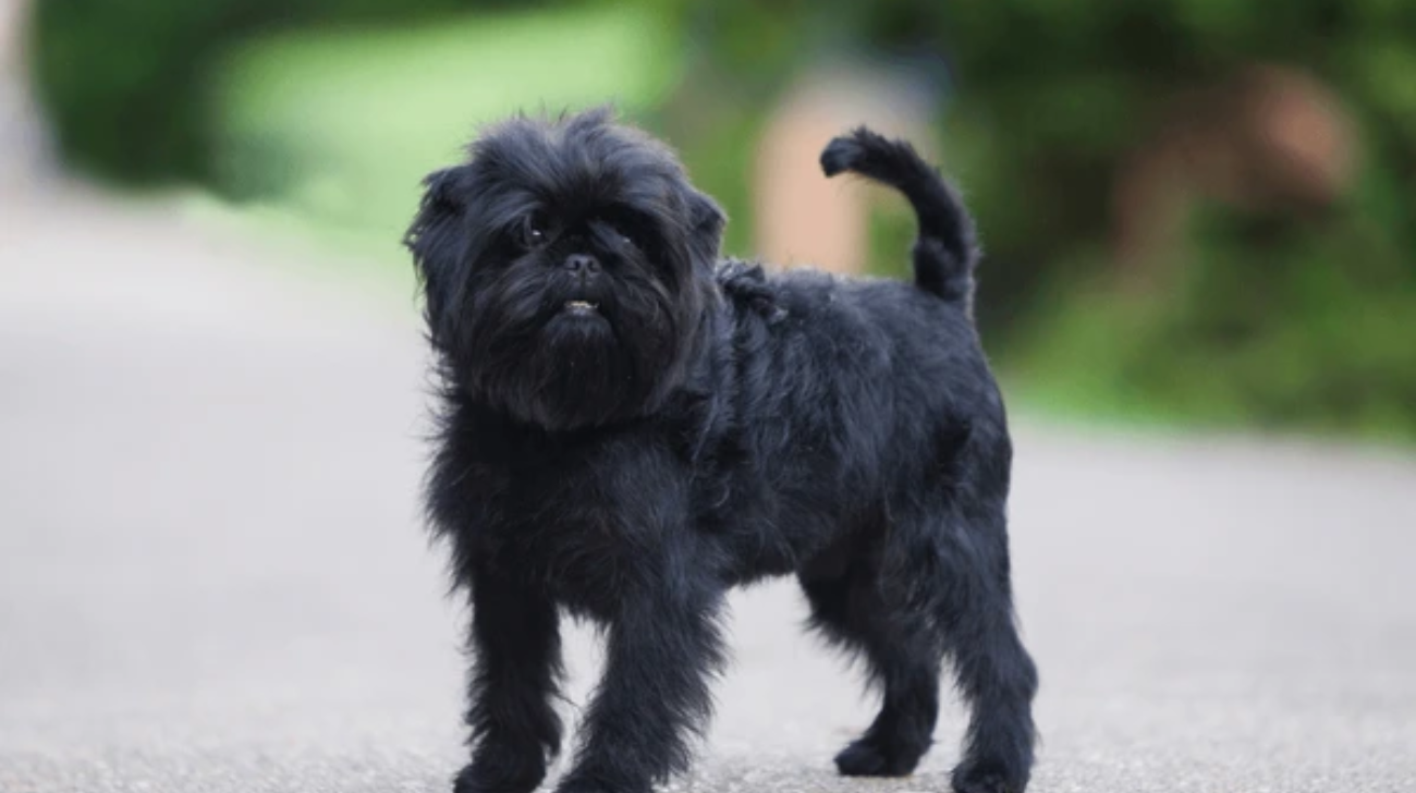 Best Dog Collars for Affenpinscher