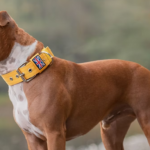 Best Dog Collars for American Staffordshire Terrier