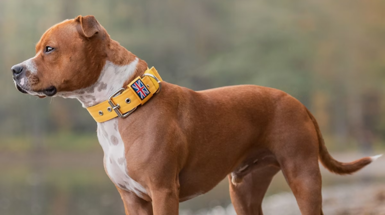 Best Dog Collars for American Staffordshire Terrier