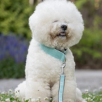 What Size Collar for a Bichon