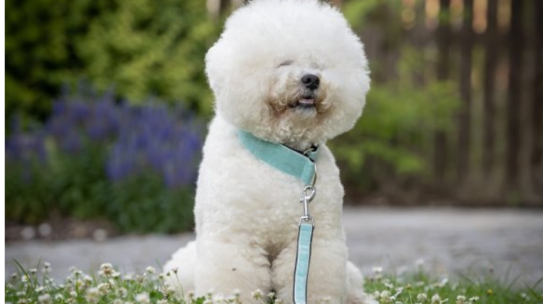 What Size Collar for a Bichon