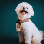 Best Dog Collars for Bichon Frisé