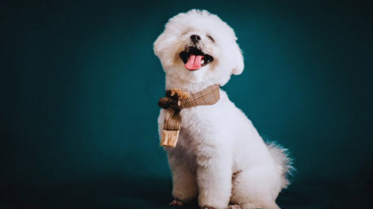 Best Dog Collars for Bichon Frisé