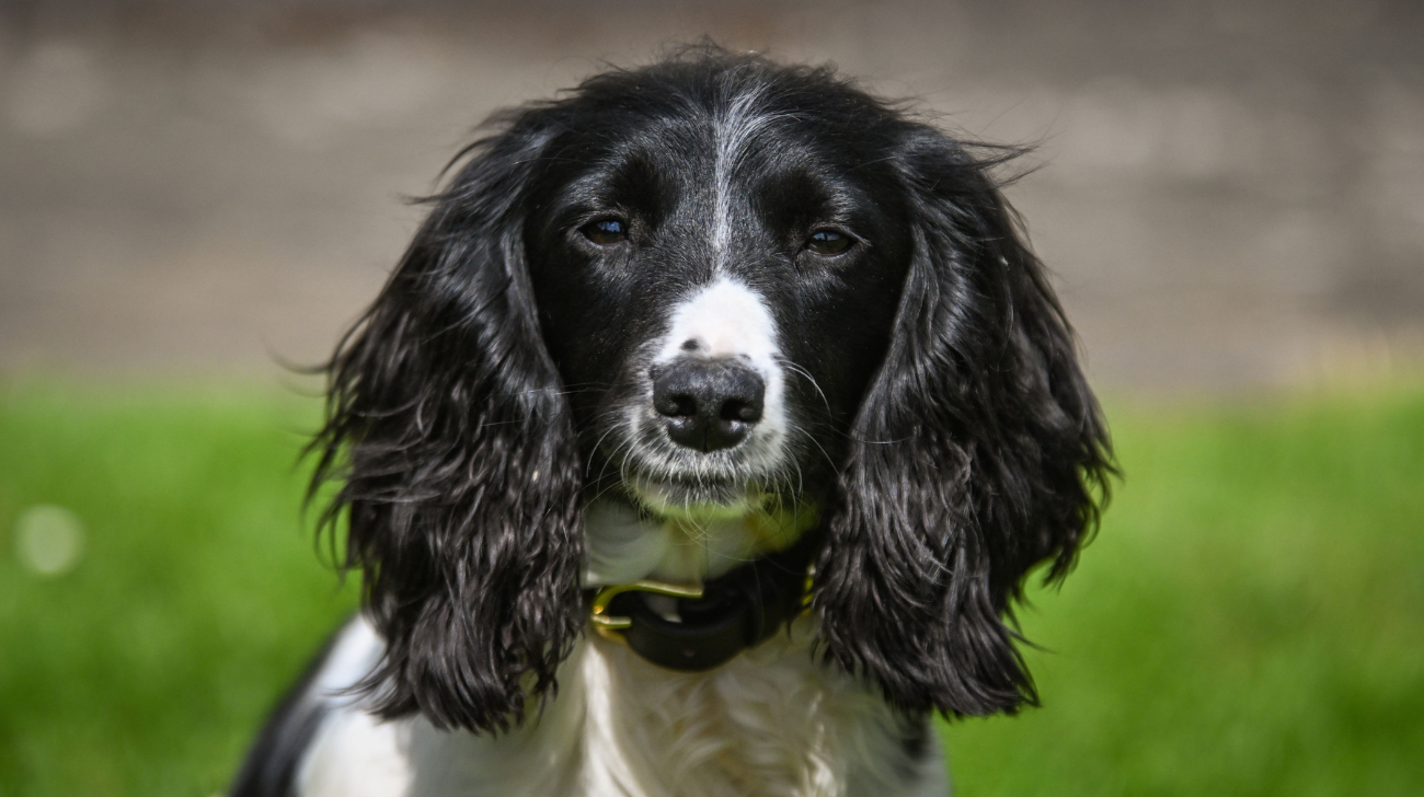 What Size Collar for an English Cocker Spaniel