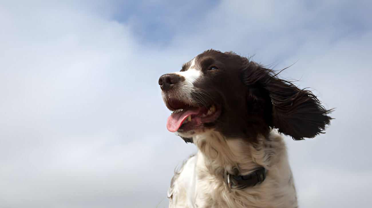 Best Dog Collars for English Spaniel