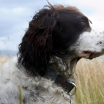 What Size Collar for English Springer Spaniel