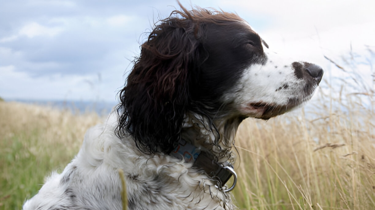 What Size Collar for English Springer Spaniel