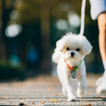 Can a Maltese Wear a Collar