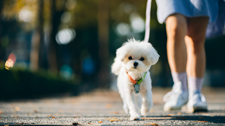 Can a Maltese Wear a Collar