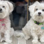 Best Collars for Maltese Dog