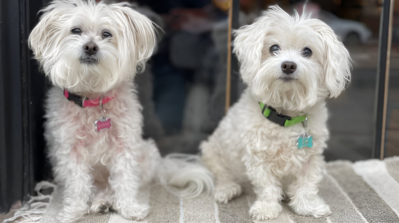 Best Collars for Maltese Dog