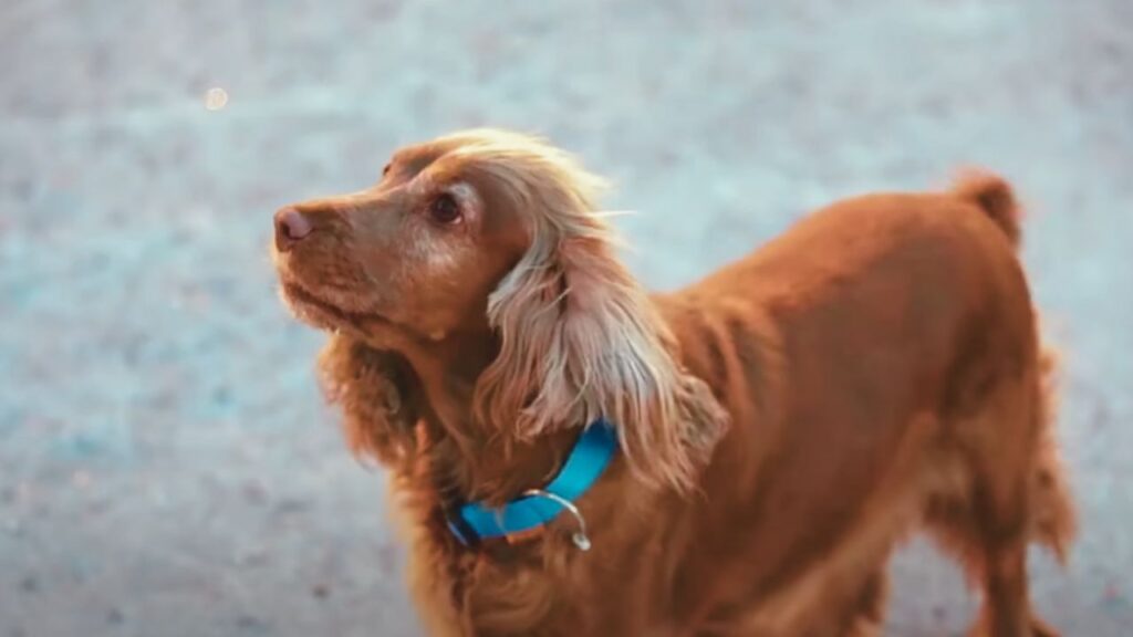 What Size Collar for an English Cocker Spaniel?