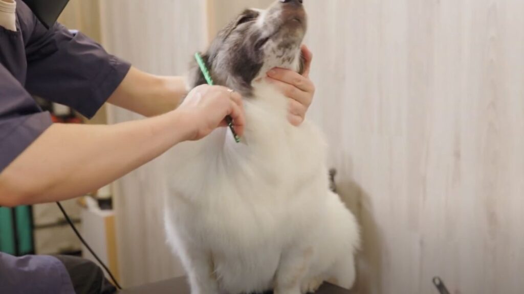 Grooming Considerations For English Cocker Spaniel