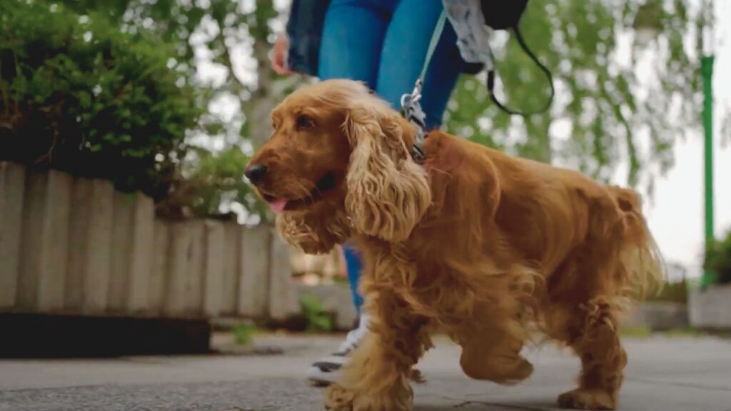 Special Considerations for English Cocker Spaniel Puppies