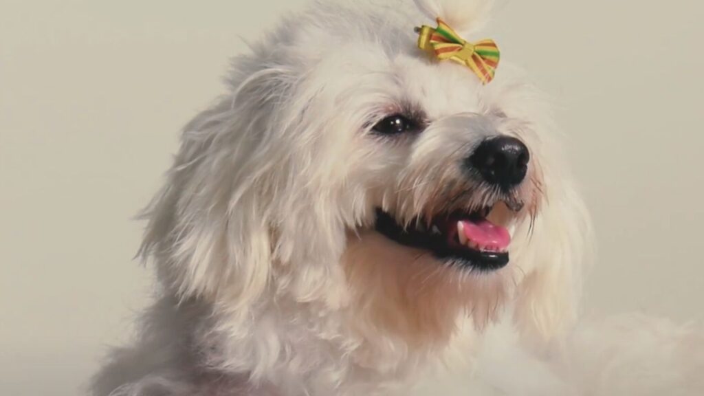 Why Maltese Owners Opt for Collars?