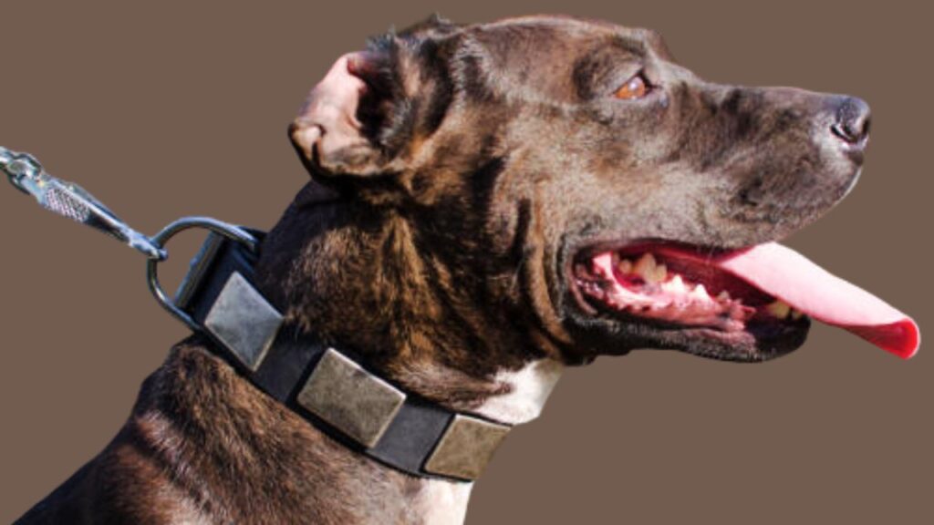 Additional Features to Look for in American Staffordshire Terriers Collar