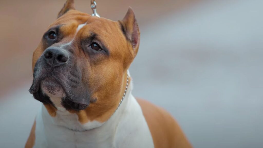 Overview of the American Staffordshire Terrier