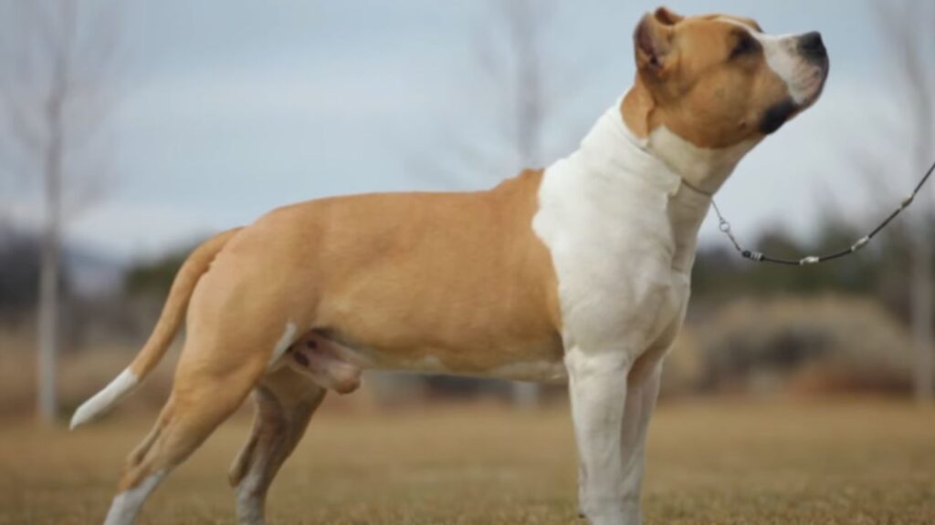 The Coat of the American Staffordshire Terrier