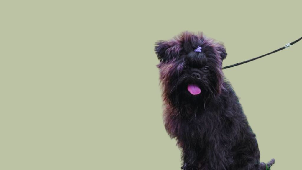 Putting the Collar On Affenpinscher