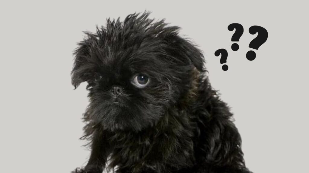 Affenpinscher’s Neck Size