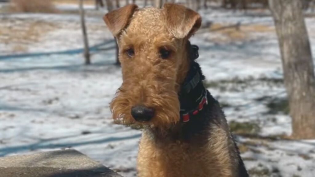 Are Airedales Good Off Leash?