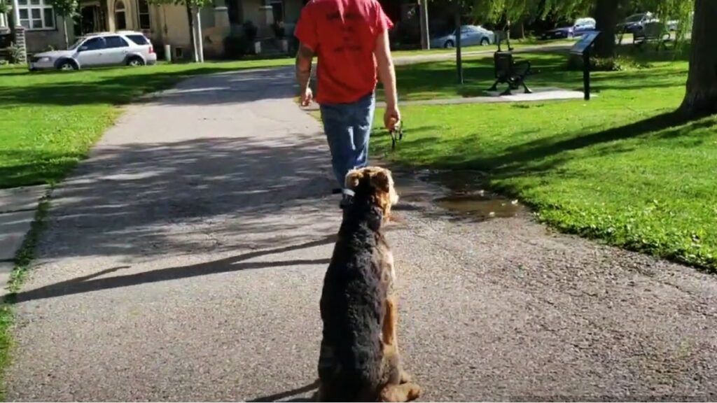 Training for Off-Leash