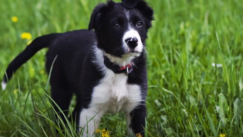 How to Stop a Collie from Pulling