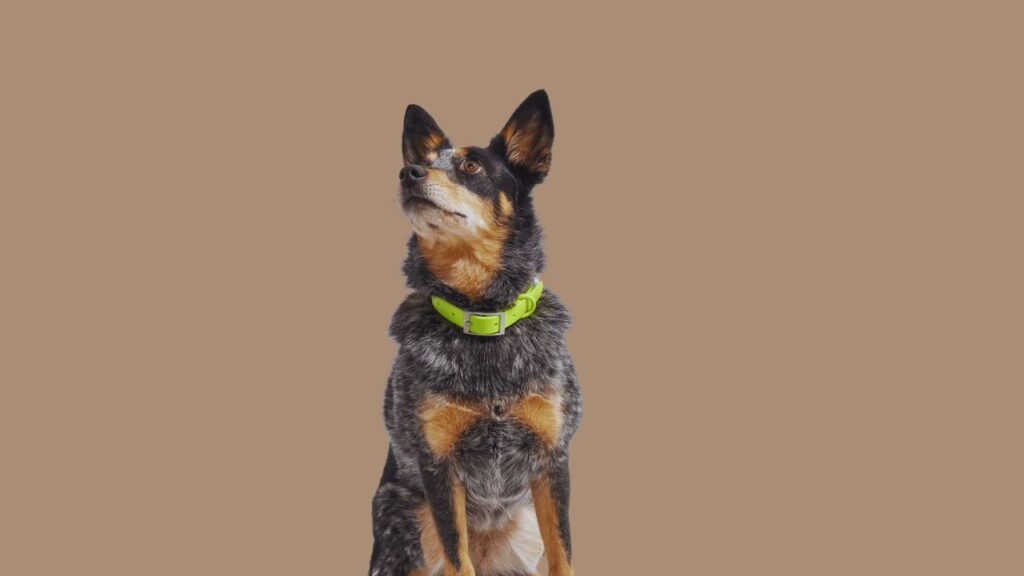 What Size Collar for Australian Cattle Dog?